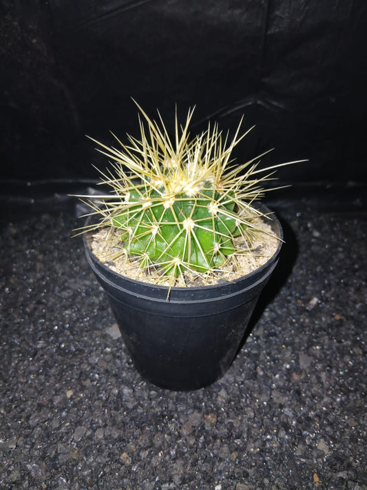Echinocactus