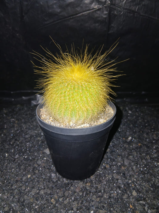 Eriocactus(Parodia) leninghausii - 'lemon ball cactus'