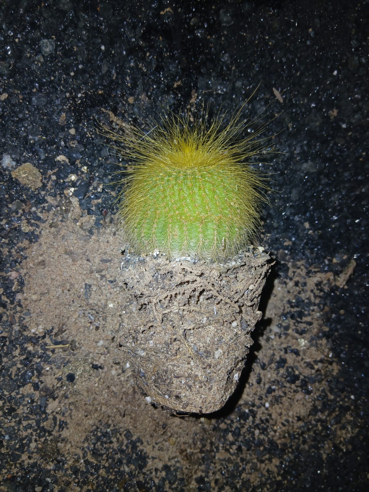 Eriocactus(Parodia) leninghausii - 'lemon ball cactus'