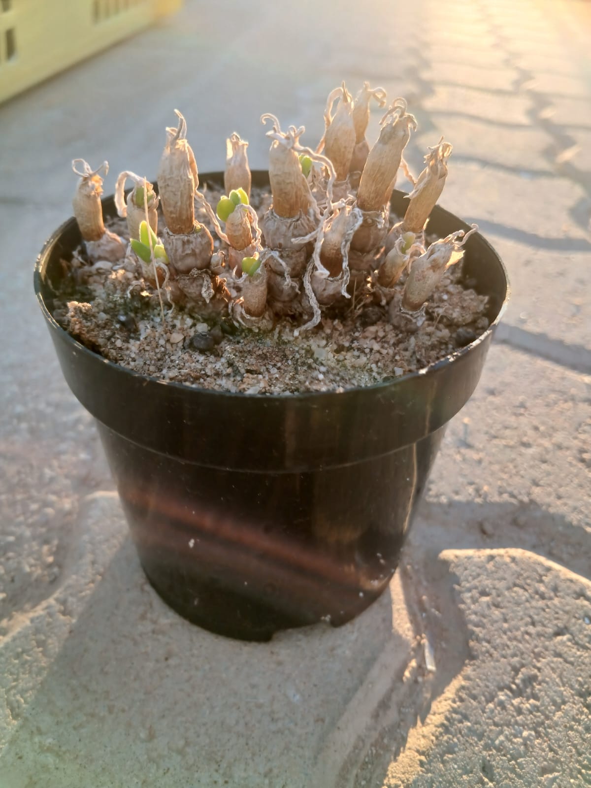 Monilaria moniliformis (Bobbejaanvingers)