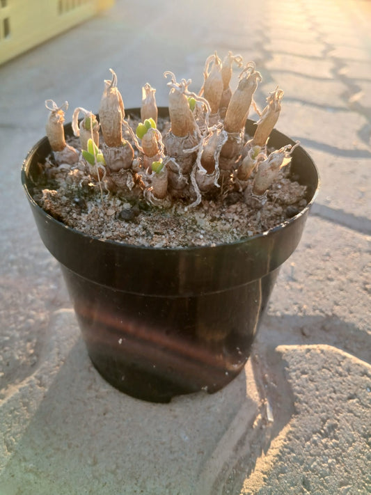 Monilaria moniliformis (Bobbejaanvingers)