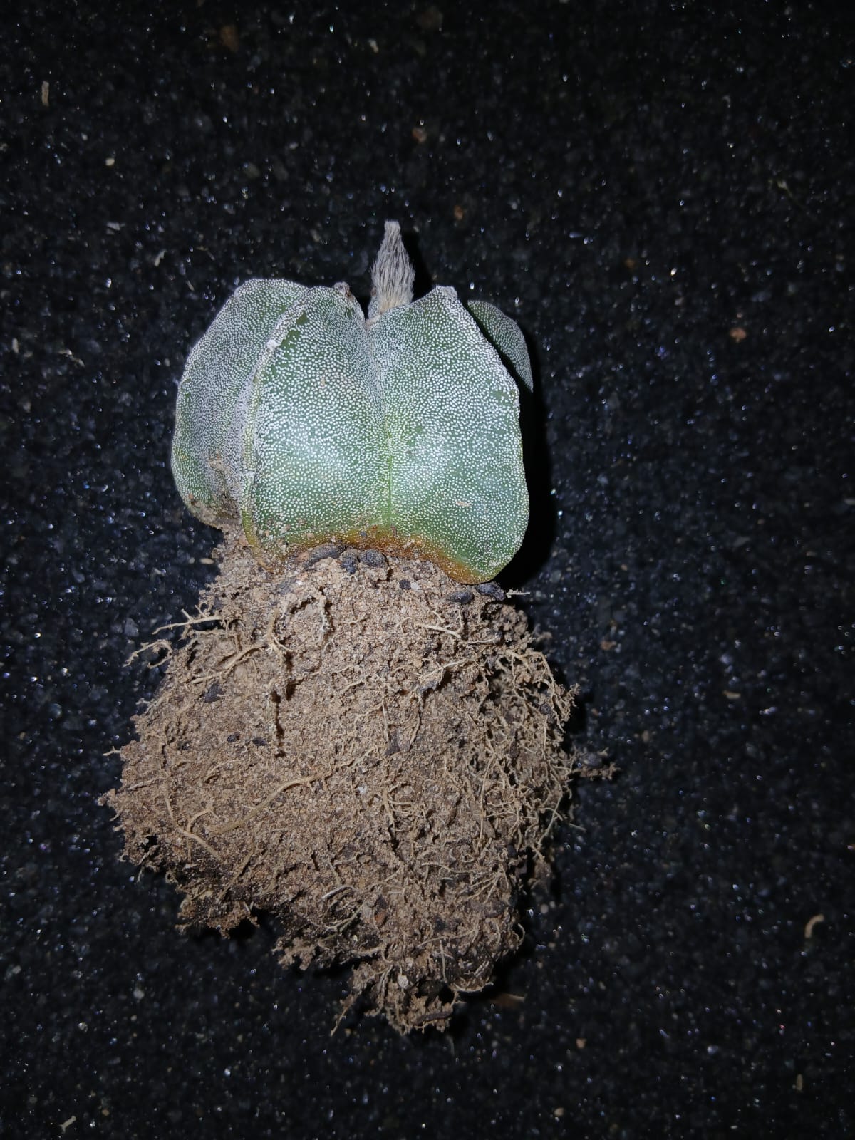 Astrophytum myriostigma (Bishop's cap)