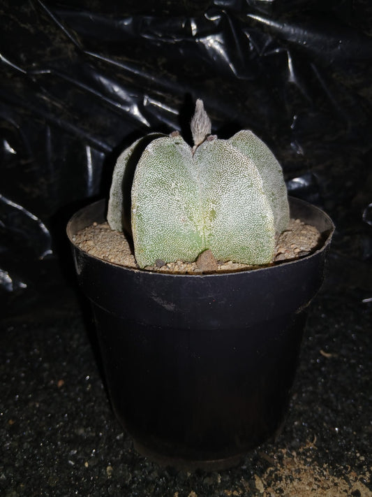 Astrophytum myriostigma (Bishop's cap)