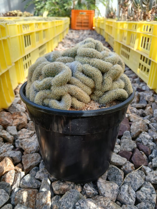 Mammillaria elongata(cristate form) - Brains cactus