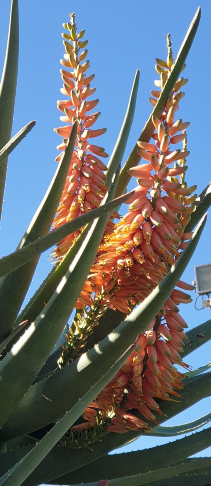 Aloe Masada