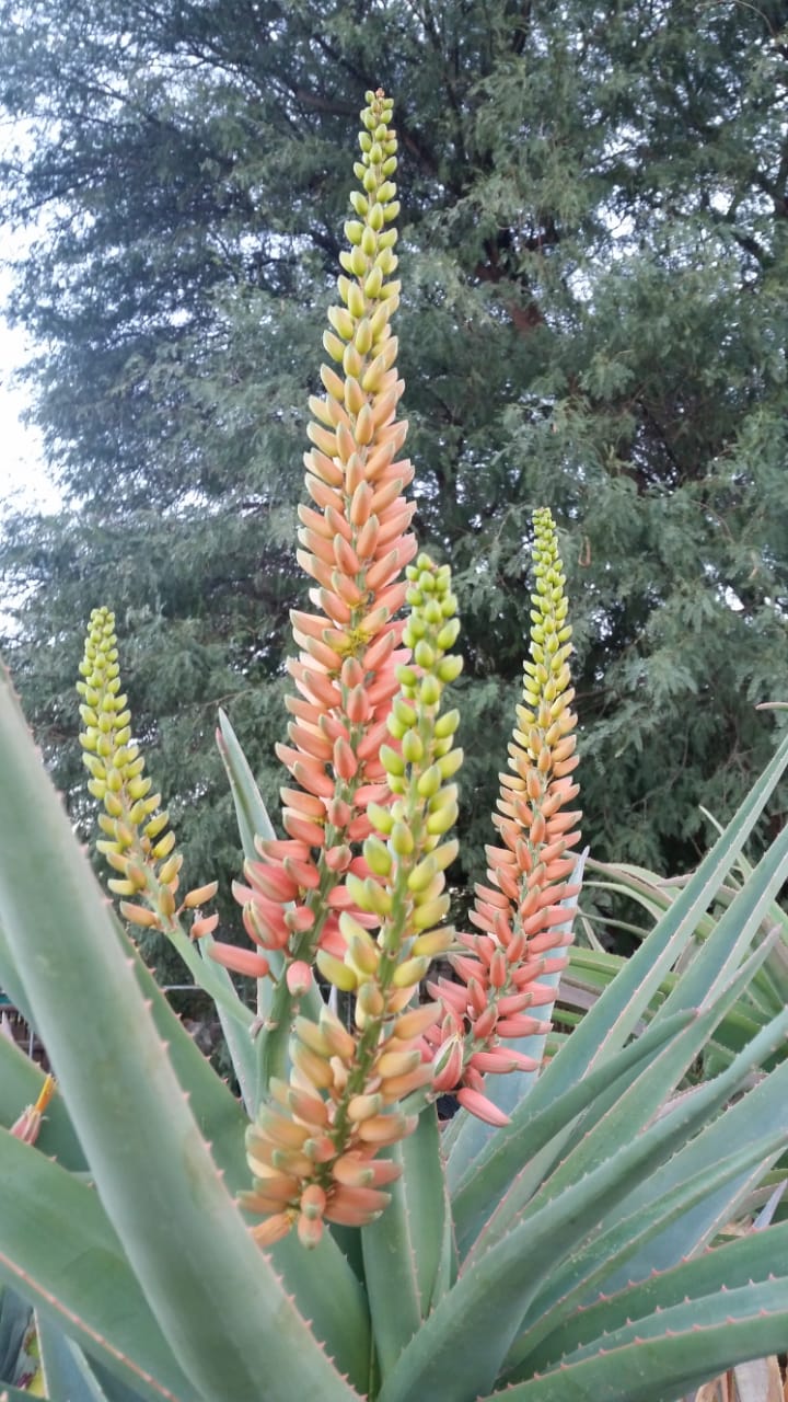Aloe Masada