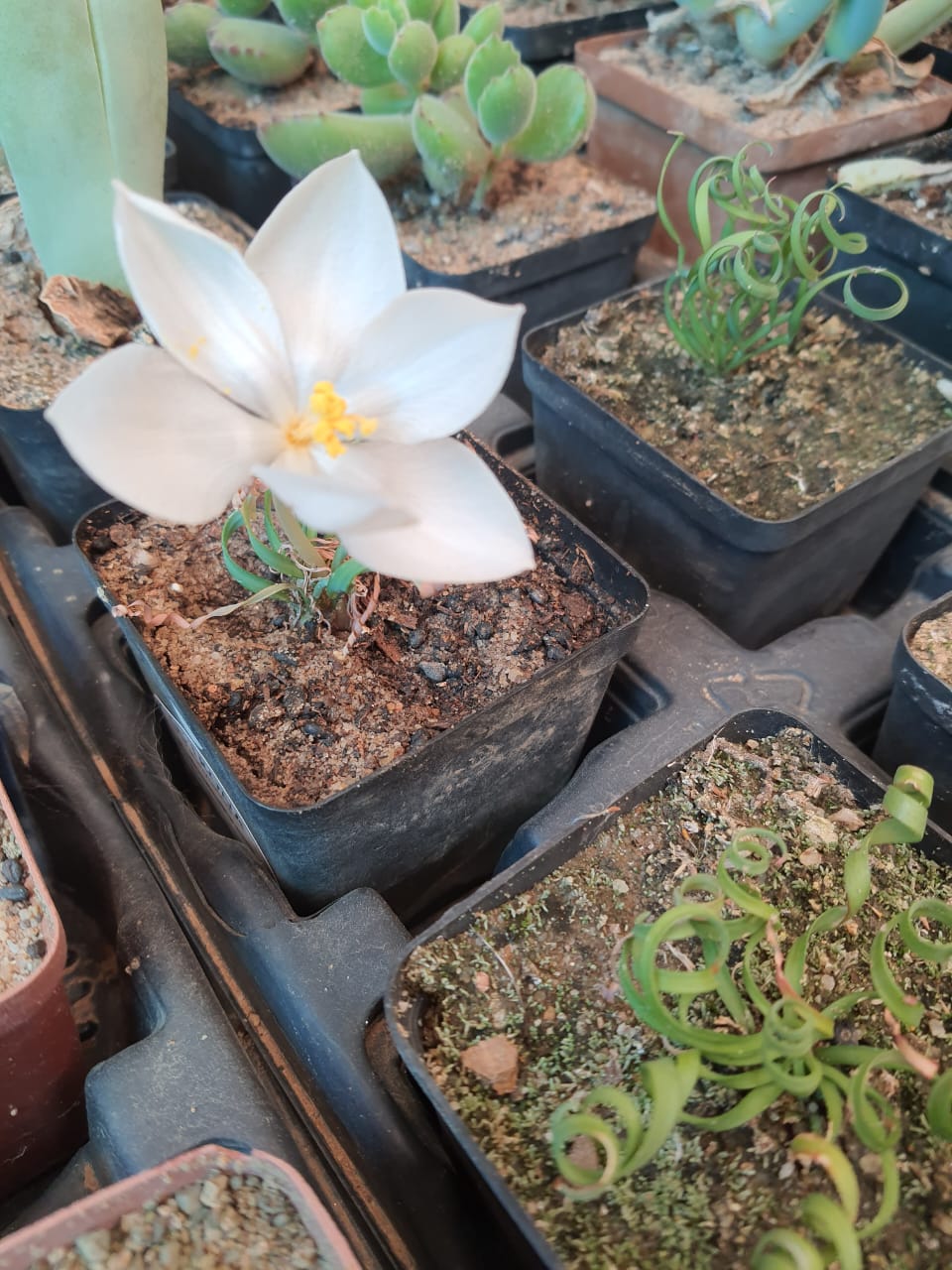Gethyllis/Kukumakranka/Koekemakranka