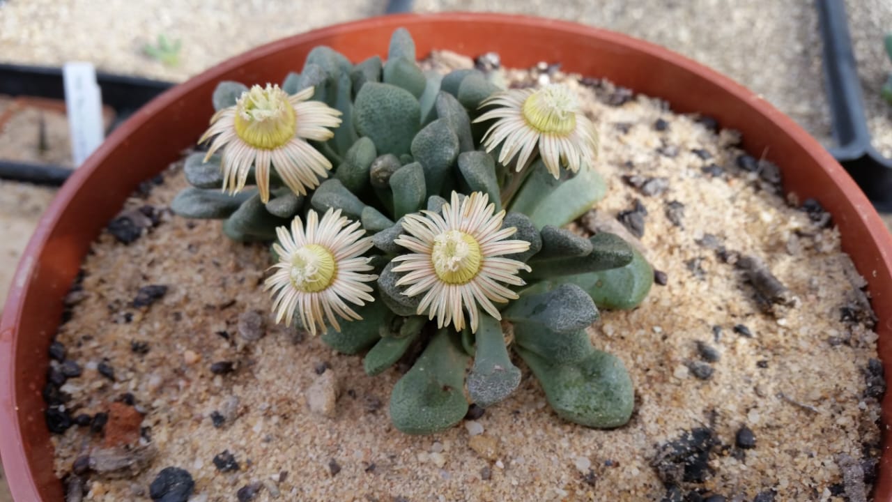 Aloinopsis schooneesii/Geitjietone