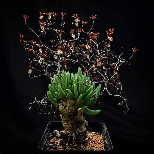 Tylecodon reticulatus/sifkopkandelaar