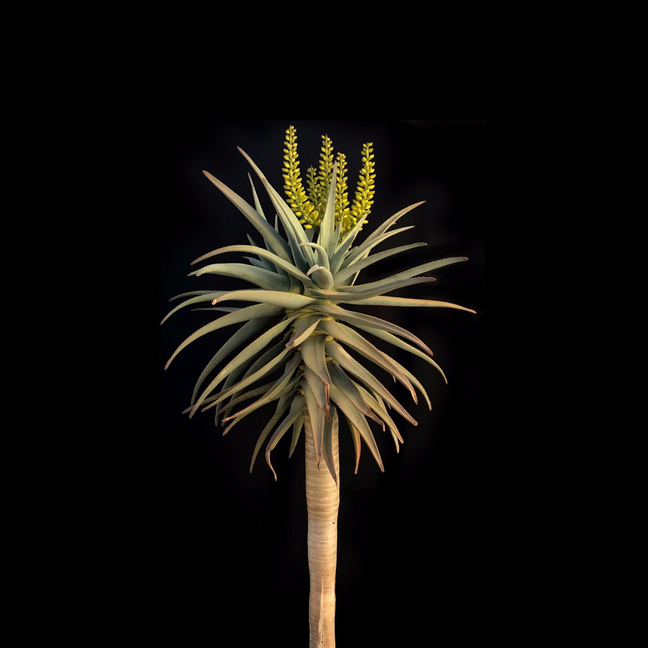 Aloidendron dichotomum/Kokerboom