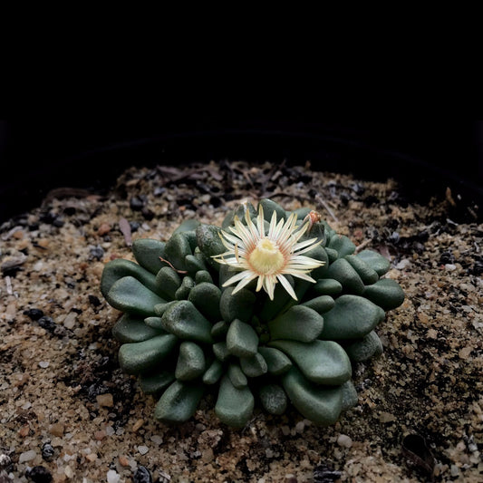 Aloinopsis schooneesii/Geitjietone