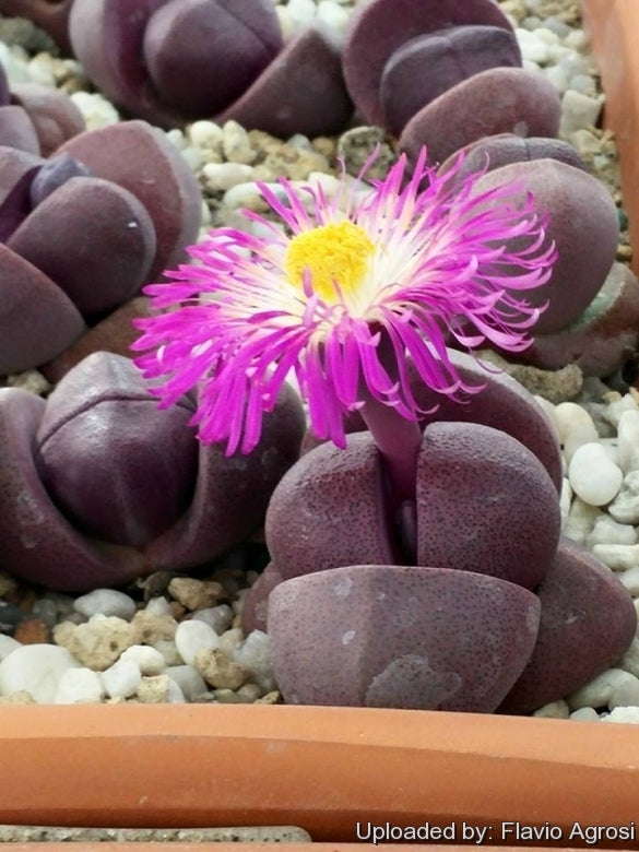 Pleiospilos nelii 'Royal Flush'