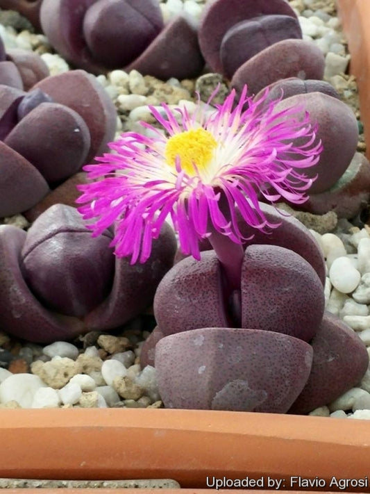 Pleiospilos nelii 'Royal Flush'