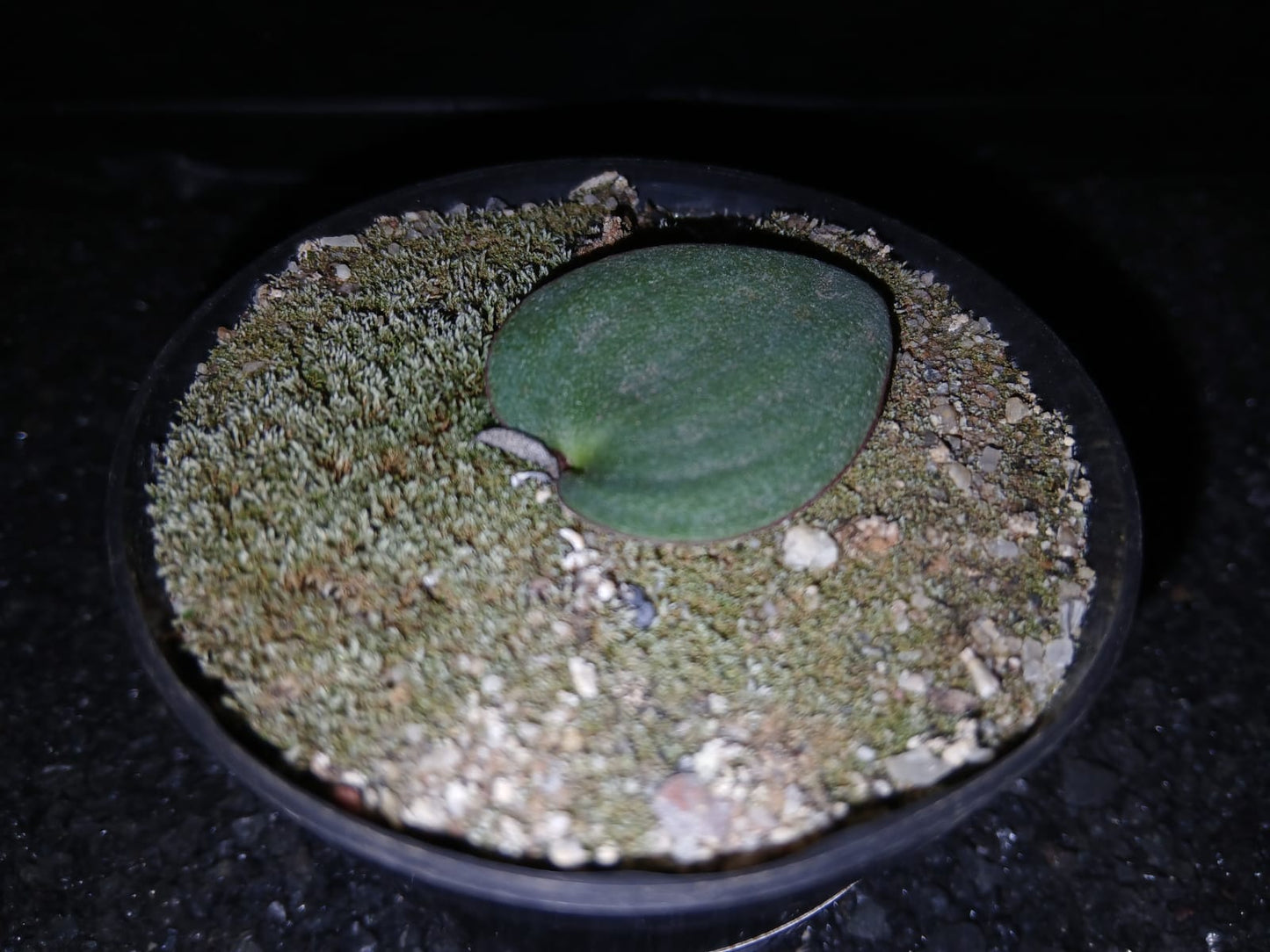 Eriospermum capense