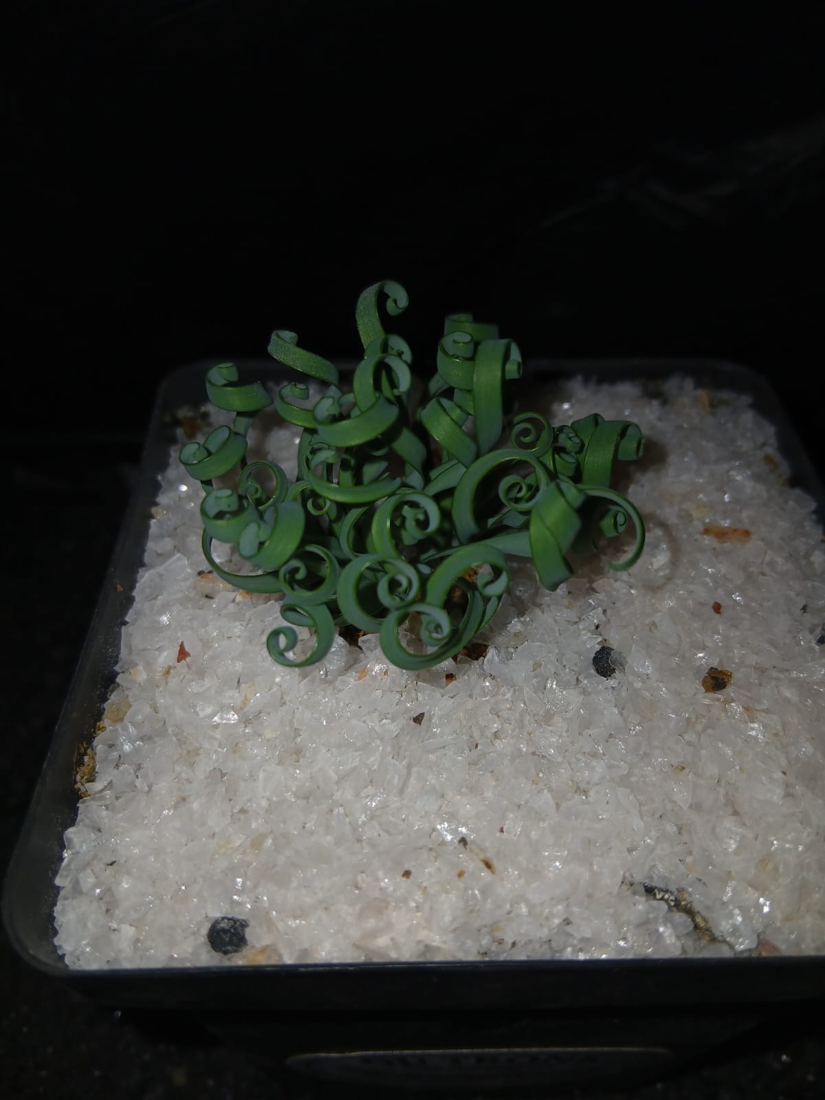 Gethyllis/Kukumakranka/Koekemakranka