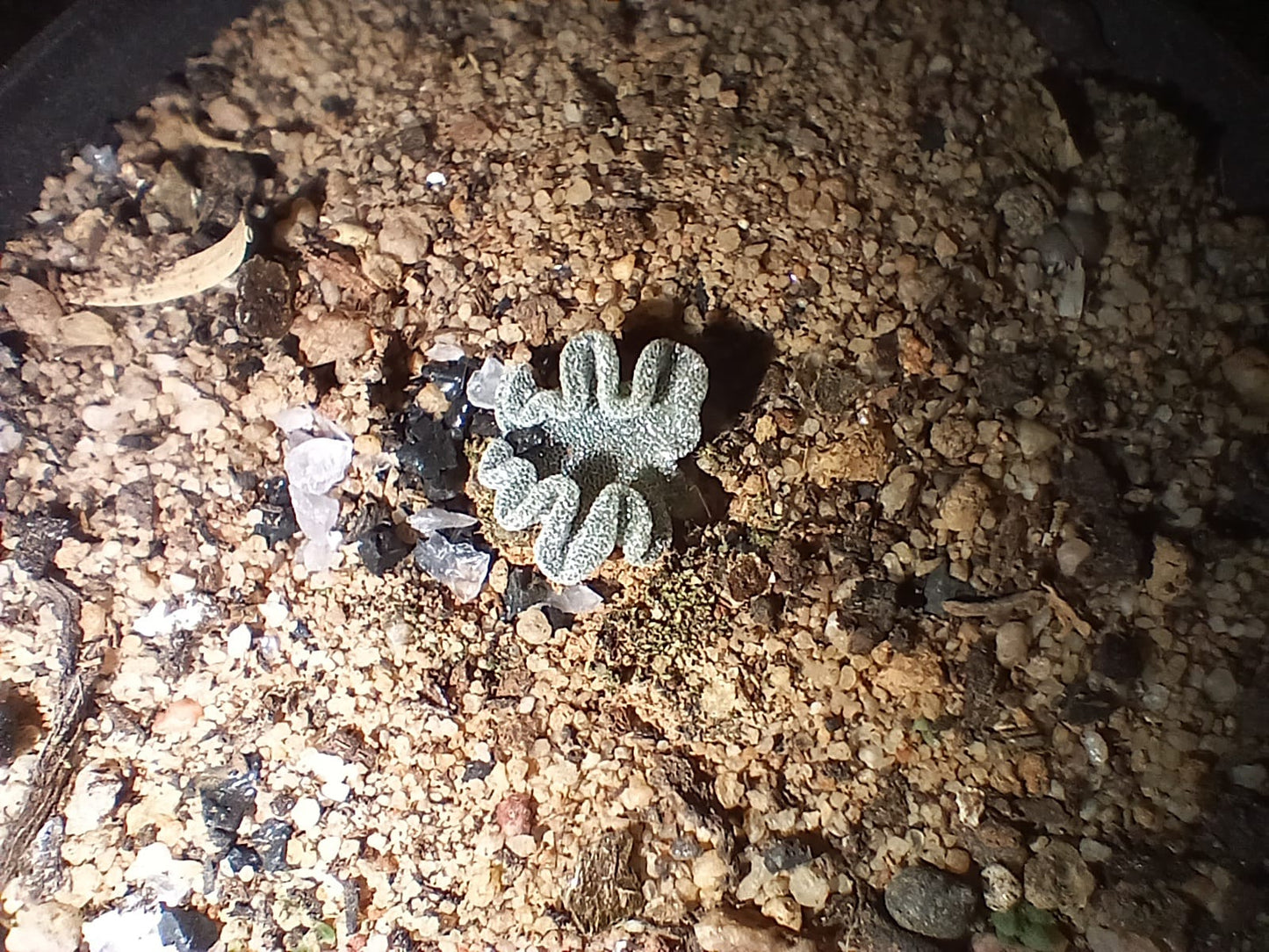 Eriospermum titanopsoides