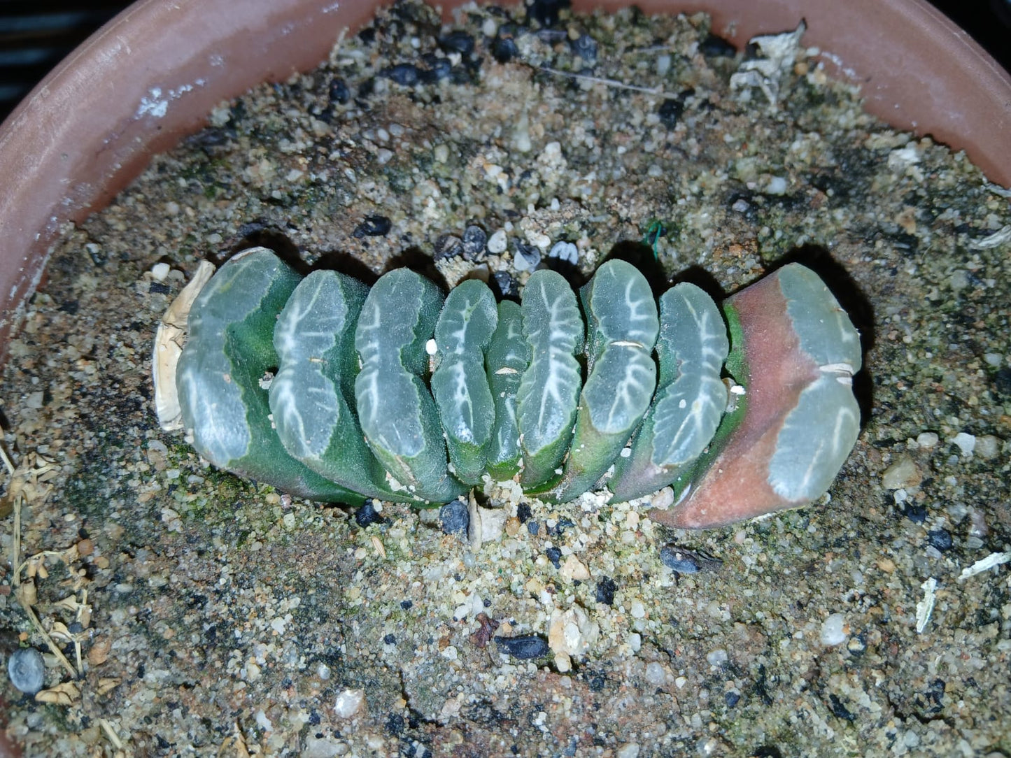 Haworthia truncata/Perdetande