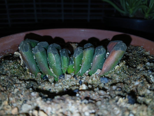 Haworthia truncata/Perdetande