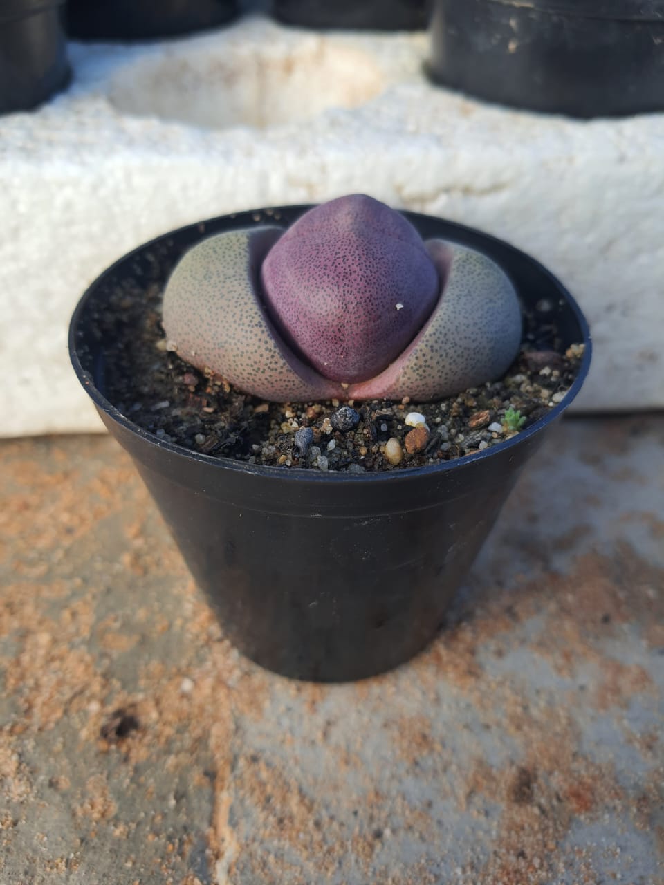 Pleiospilos nelii 'Royal Flush'