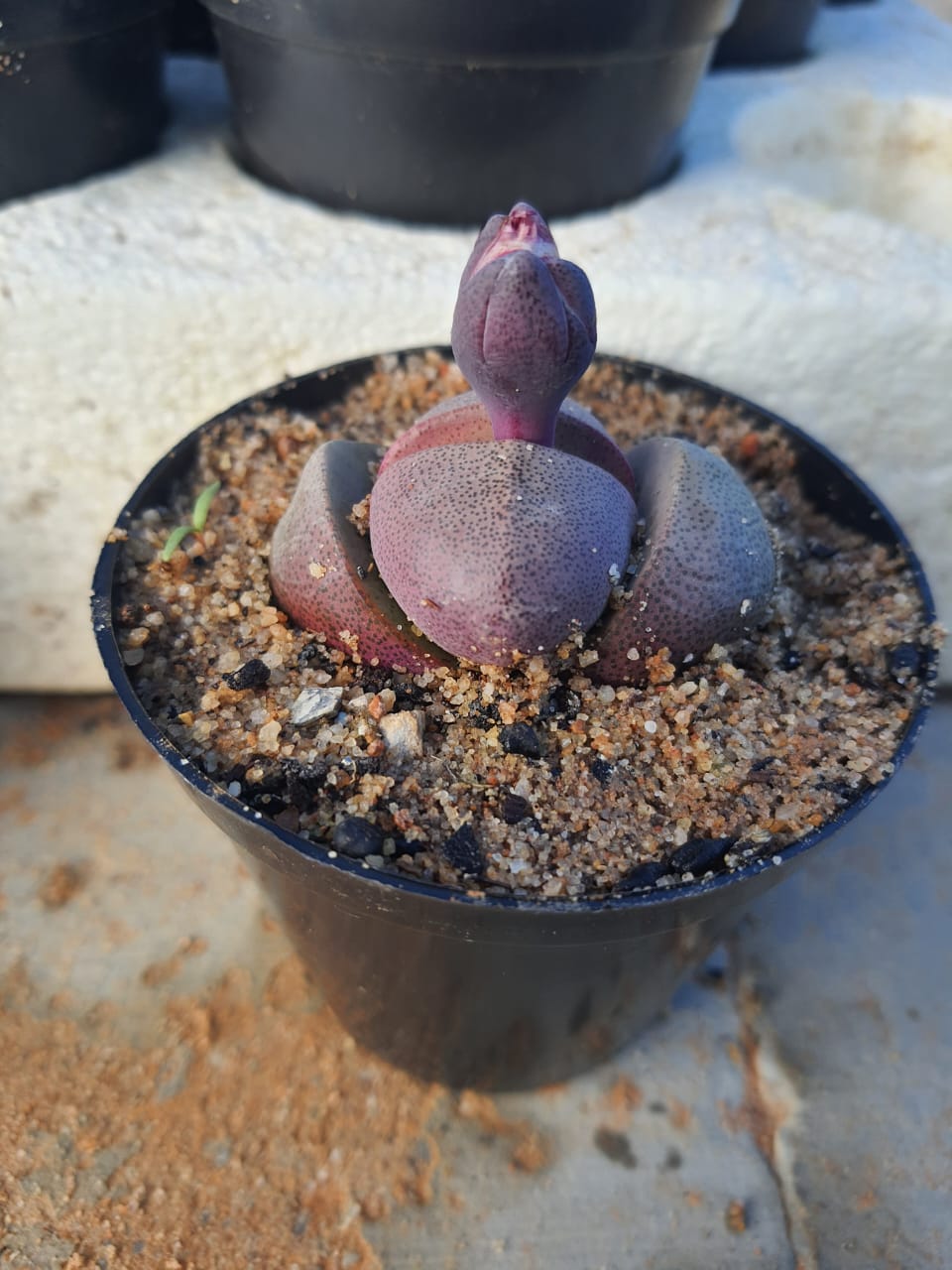 Pleiospilos nelii 'Royal Flush'