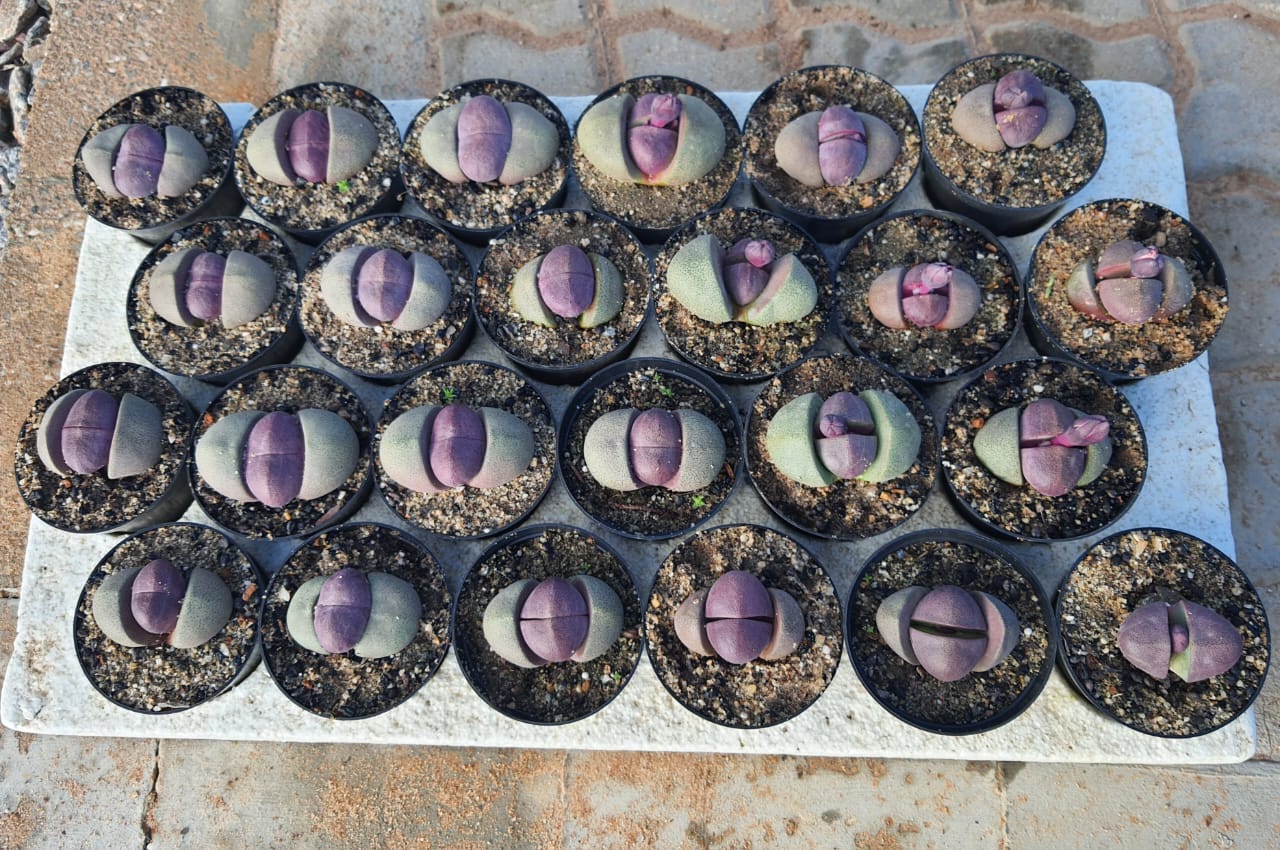 Pleiospilos nelii 'Royal Flush'