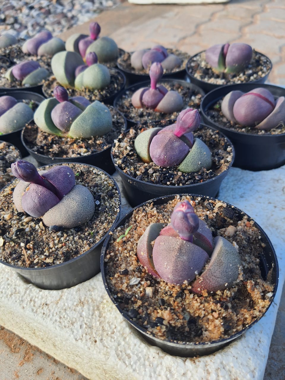 Pleiospilos nelii 'Royal Flush'
