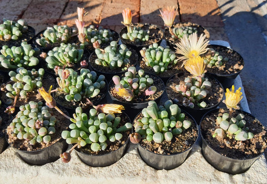 Fenestraria rhopalophylla (Venstertjies)