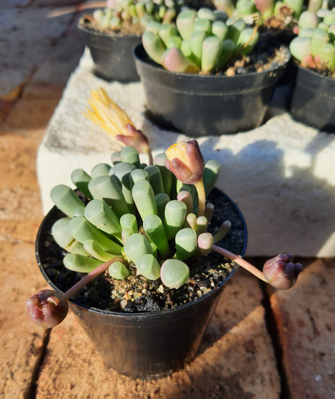 Fenestraria rhopalophylla (Venstertjies)