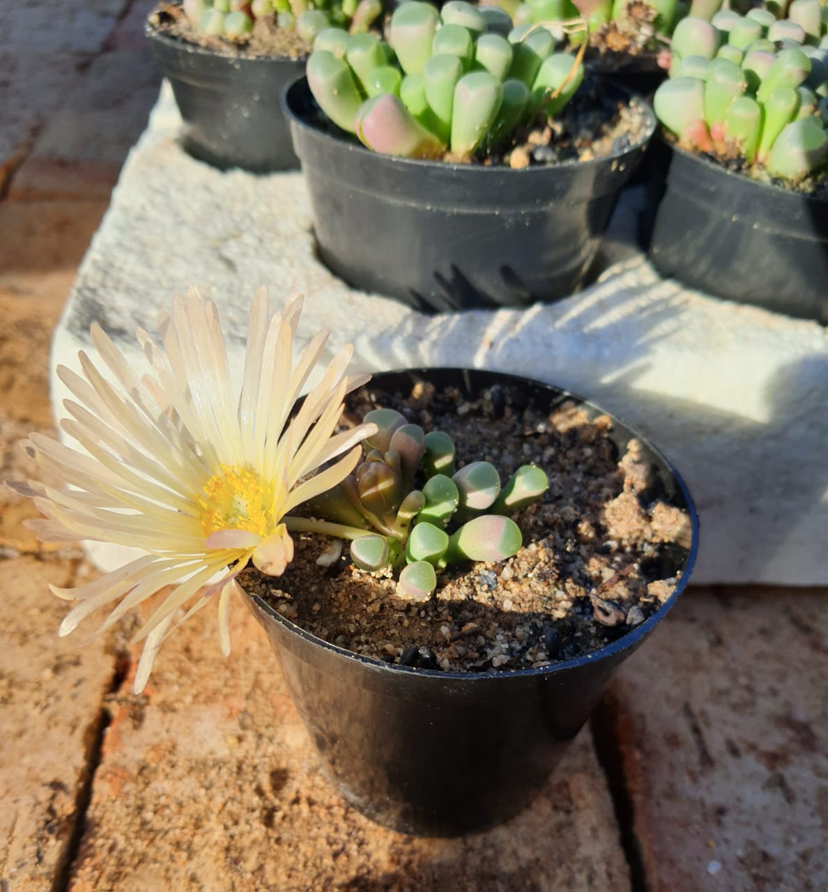 Fenestraria rhopalophylla (Venstertjies)