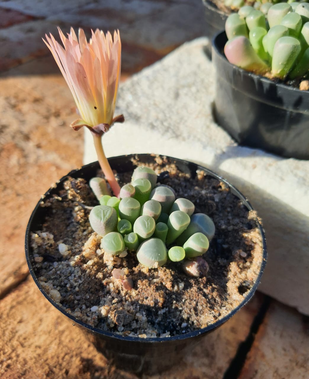 Fenestraria rhopalophylla (Venstertjies)