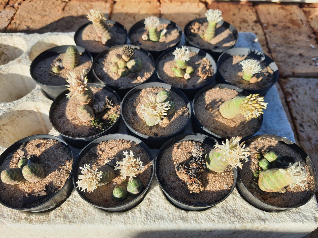 Crassula Barklyi