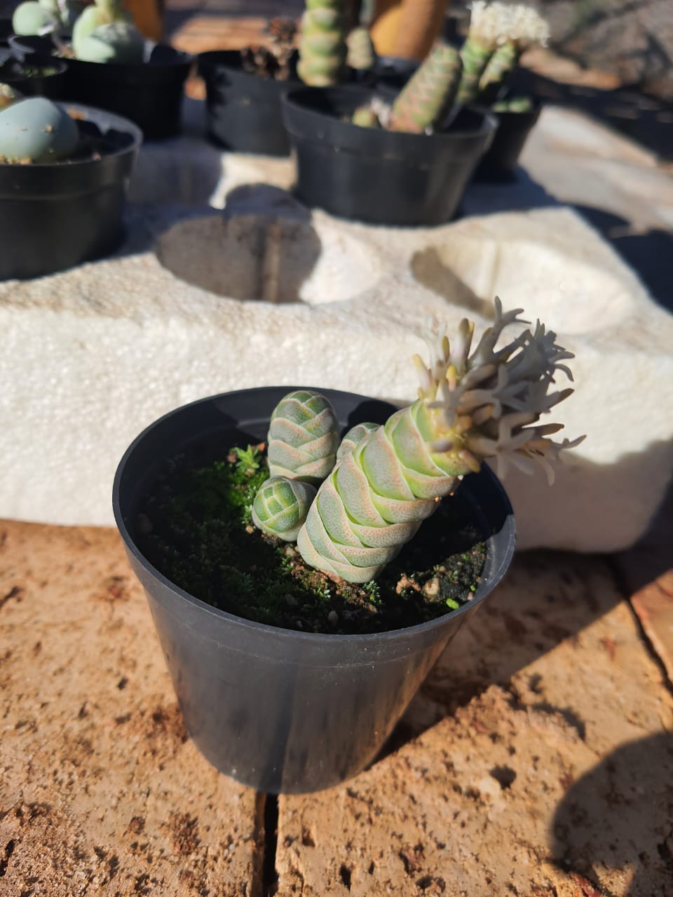 Crassula Barklyi