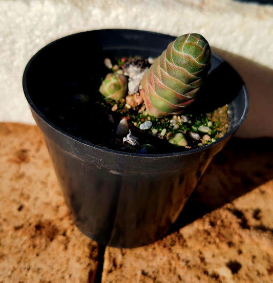 Crassula Barklyi