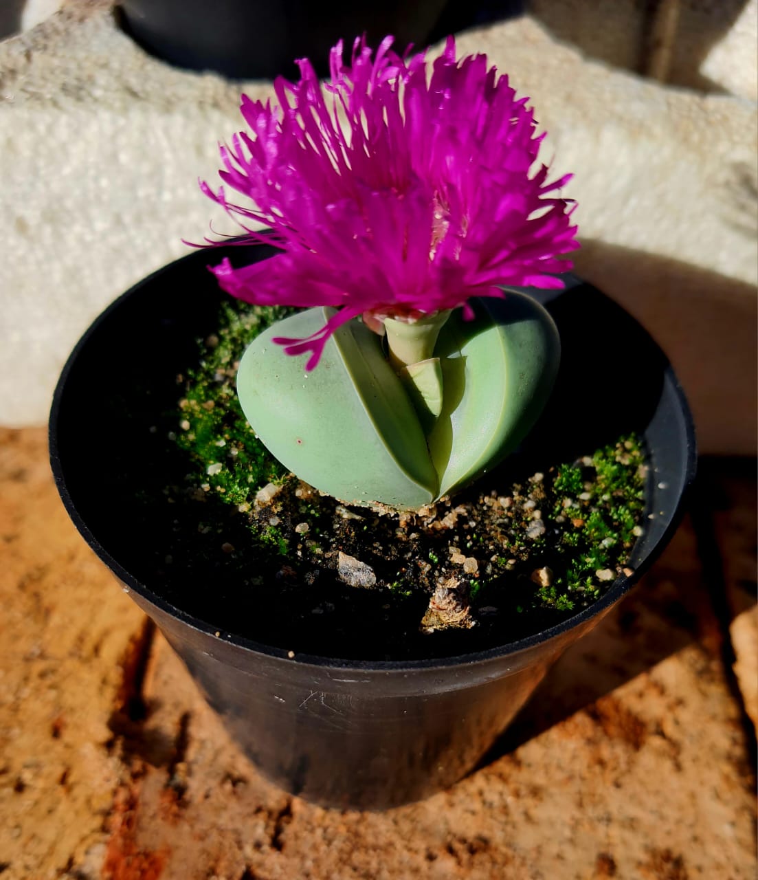 Argyroderma delaetii(purple) - Baby's bottom/Bababoudjies