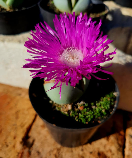 Argyroderma delaetii(purple) - Baby's bottom/Bababoudjies