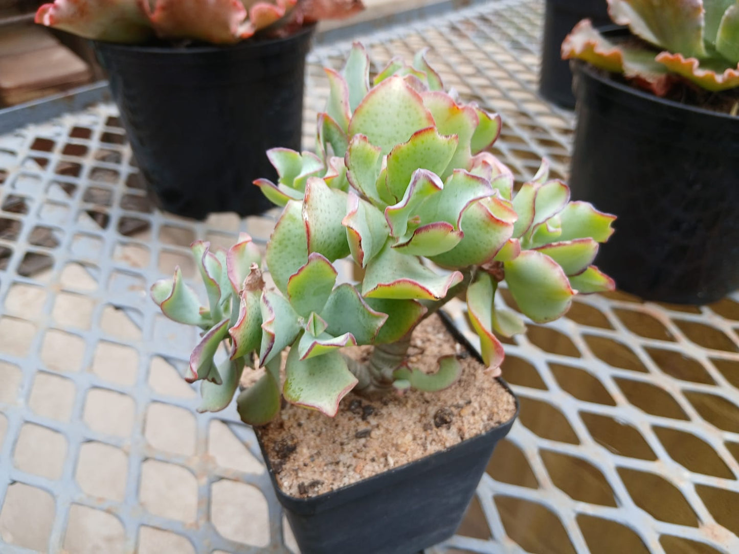 Crassula arborescens ssp. undulatifolia - Ripple Jade