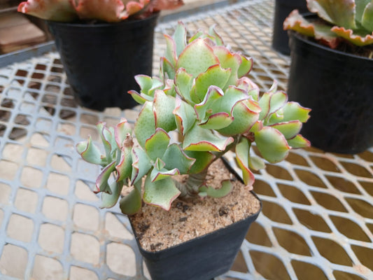 Crassula arborescens ssp. undulatifolia - Ripple Jade