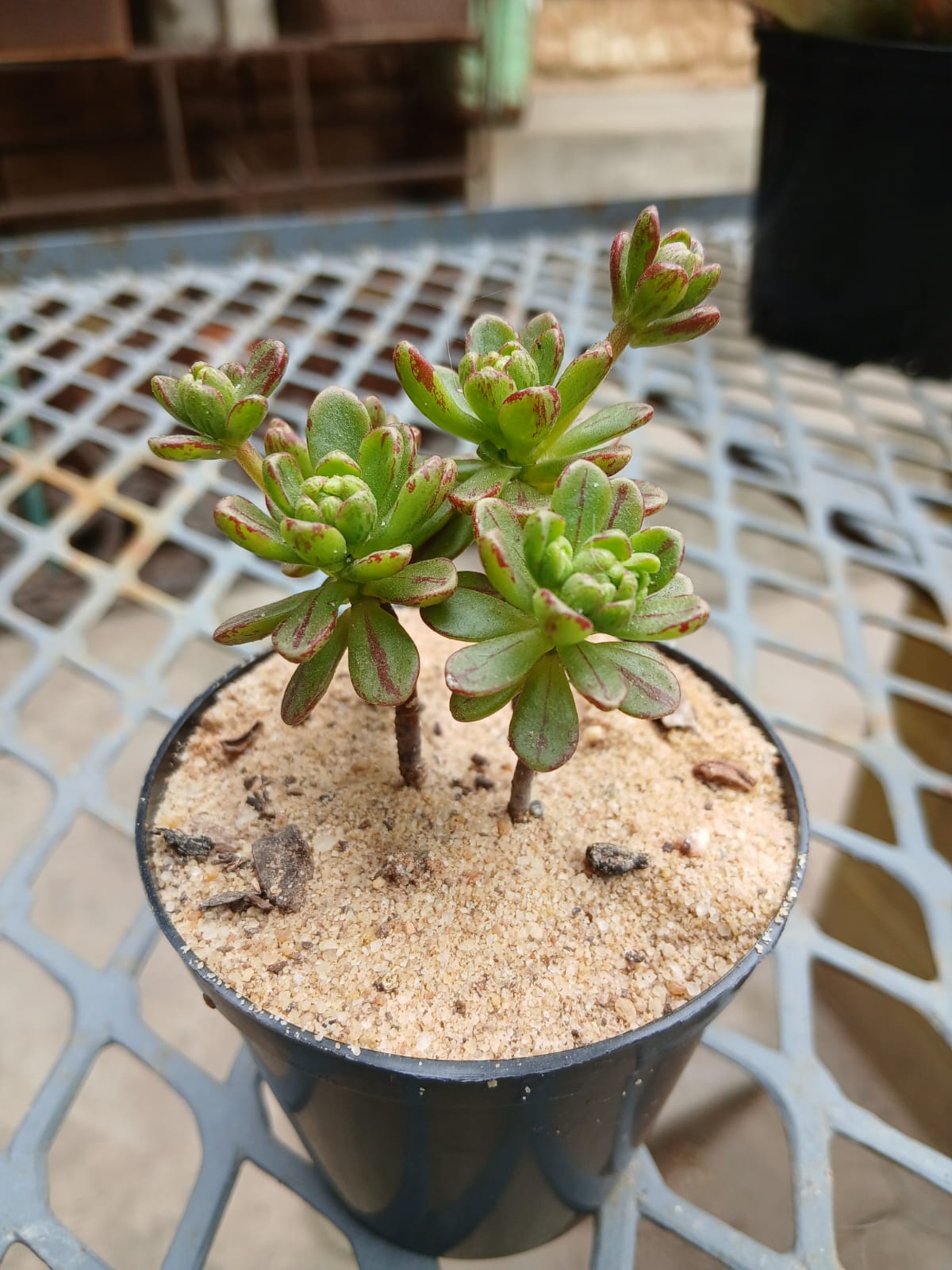 Aeonium sedifolium - Dwarf aeonium