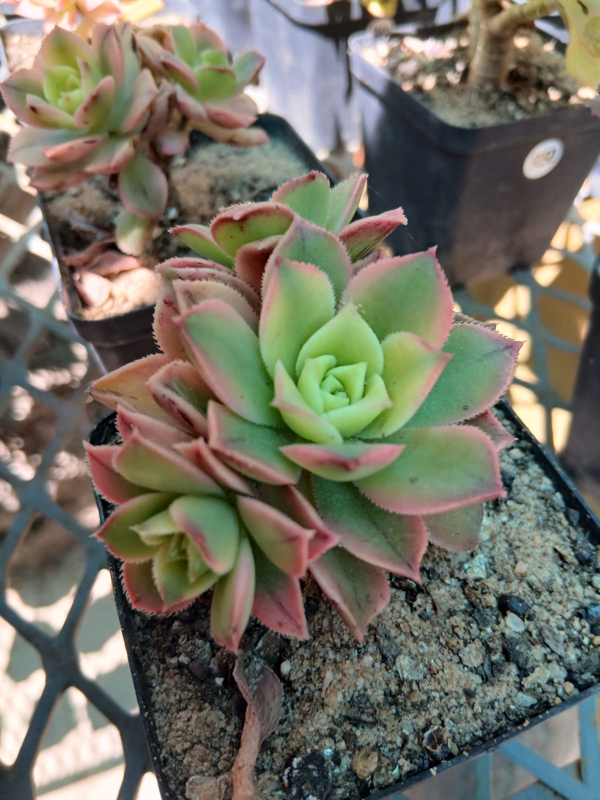 Aeonium "kiwi"