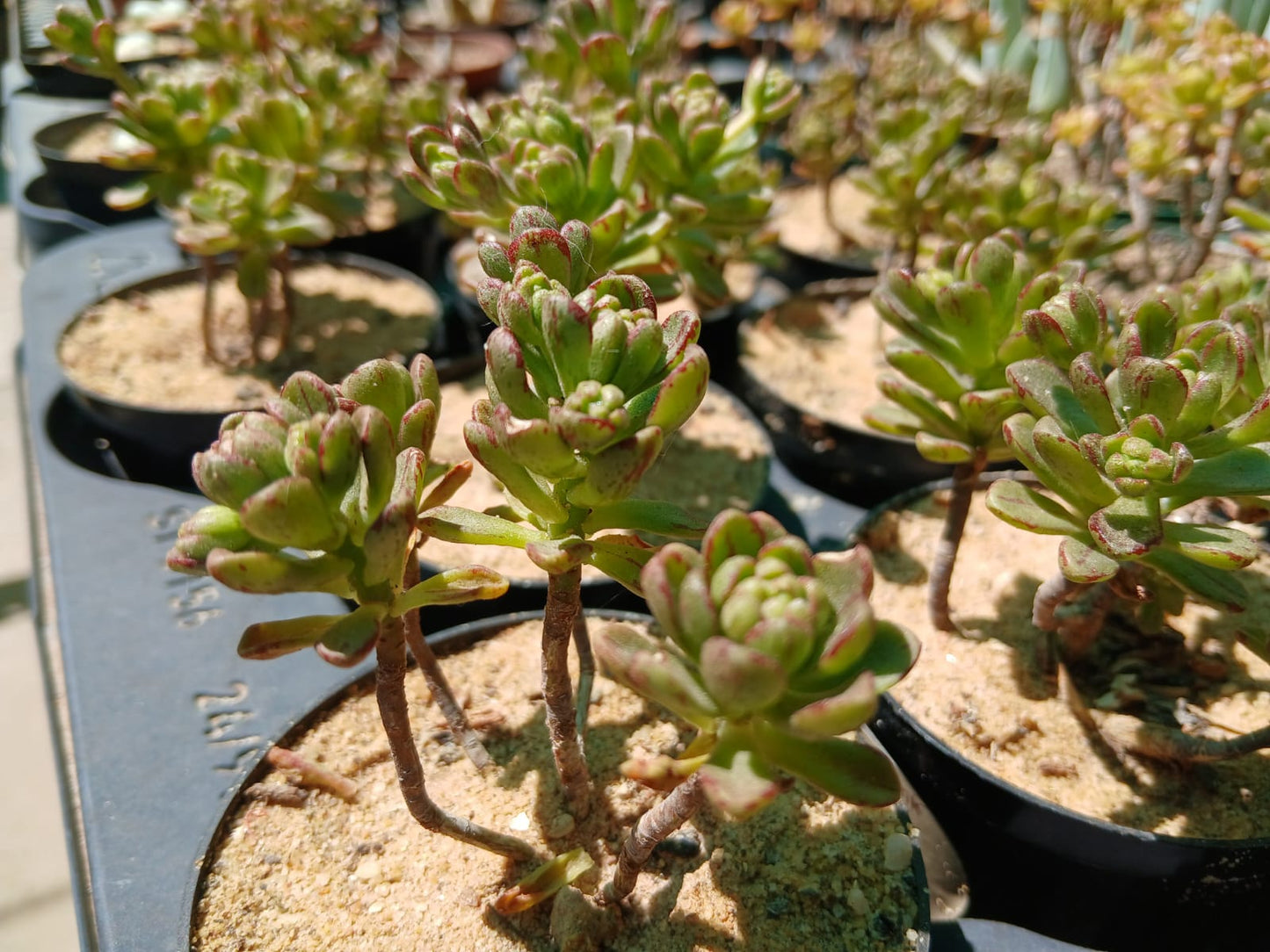 Aeonium sedifolium - Dwarf aeonium