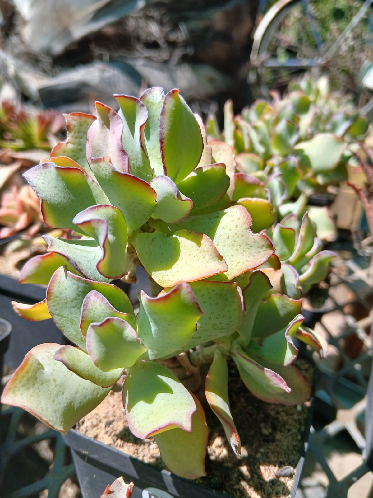 Crassula arborescens ssp. undulatifolia - Ripple Jade
