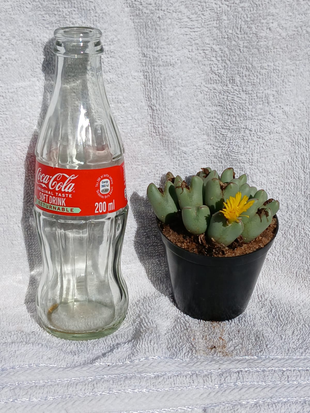 Conophytum bilobum/Jakkalsoortjies
