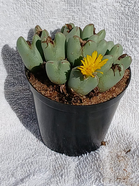 Conophytum bilobum/Jakkalsoortjies