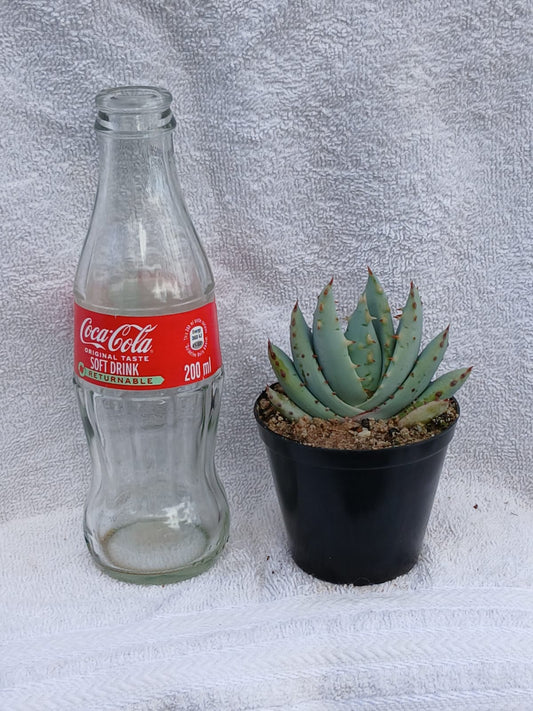 Aloe pretoriensis