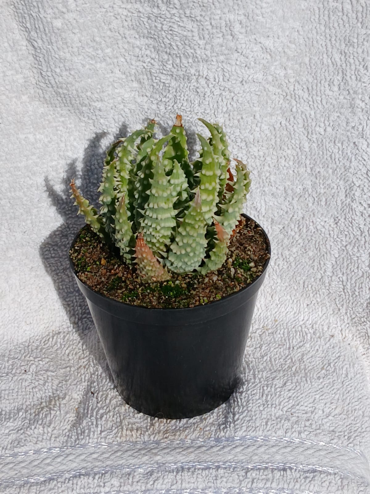 Aloe humilis hybrid