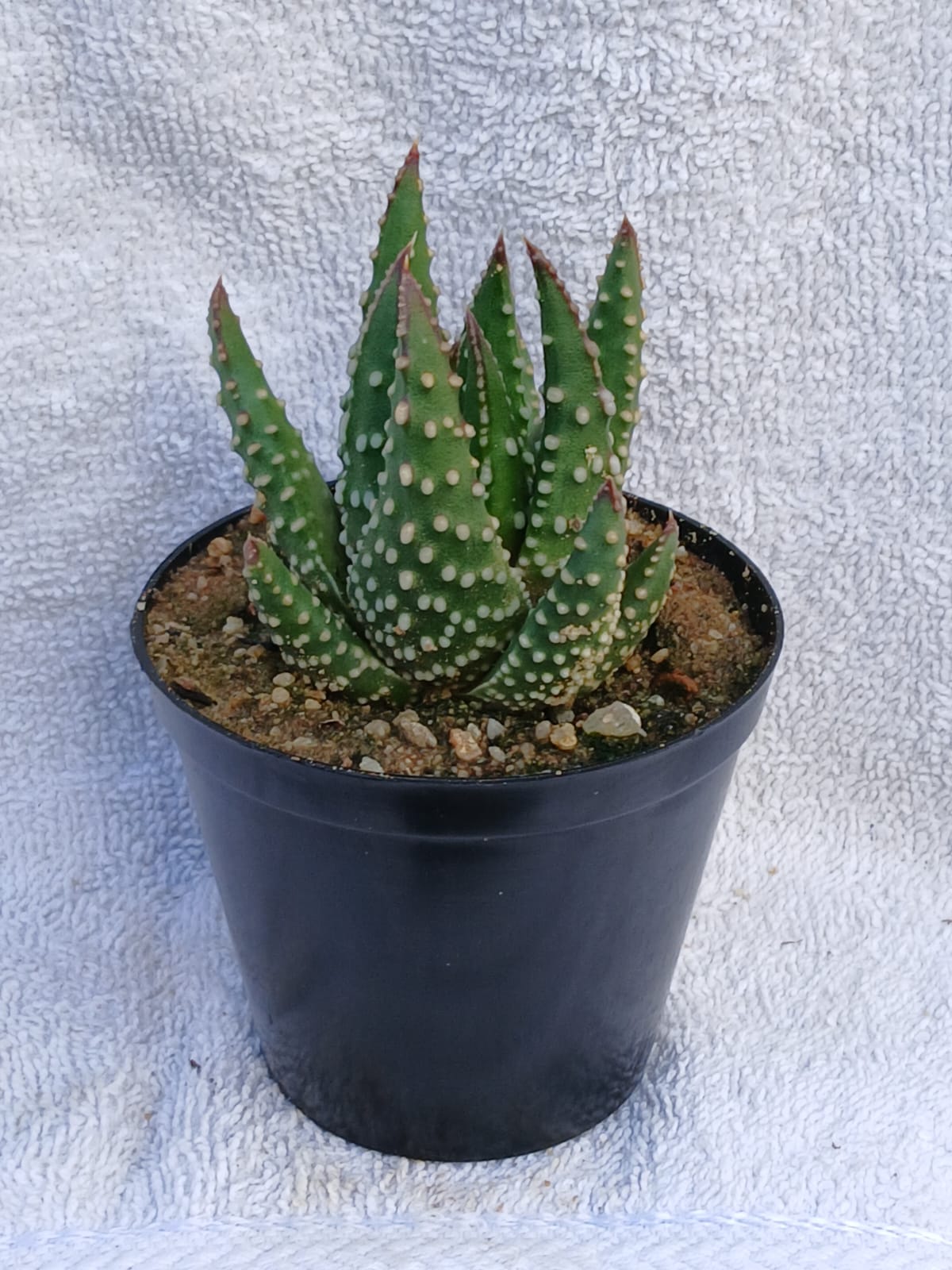 Aloe Pumila
