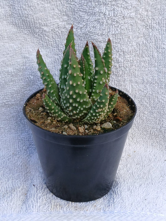 Aloe Pumila