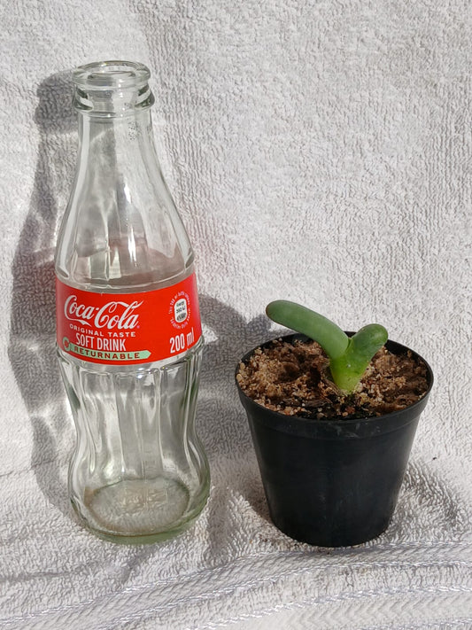 Dactylopsis digitata/Vinger & duimpie
