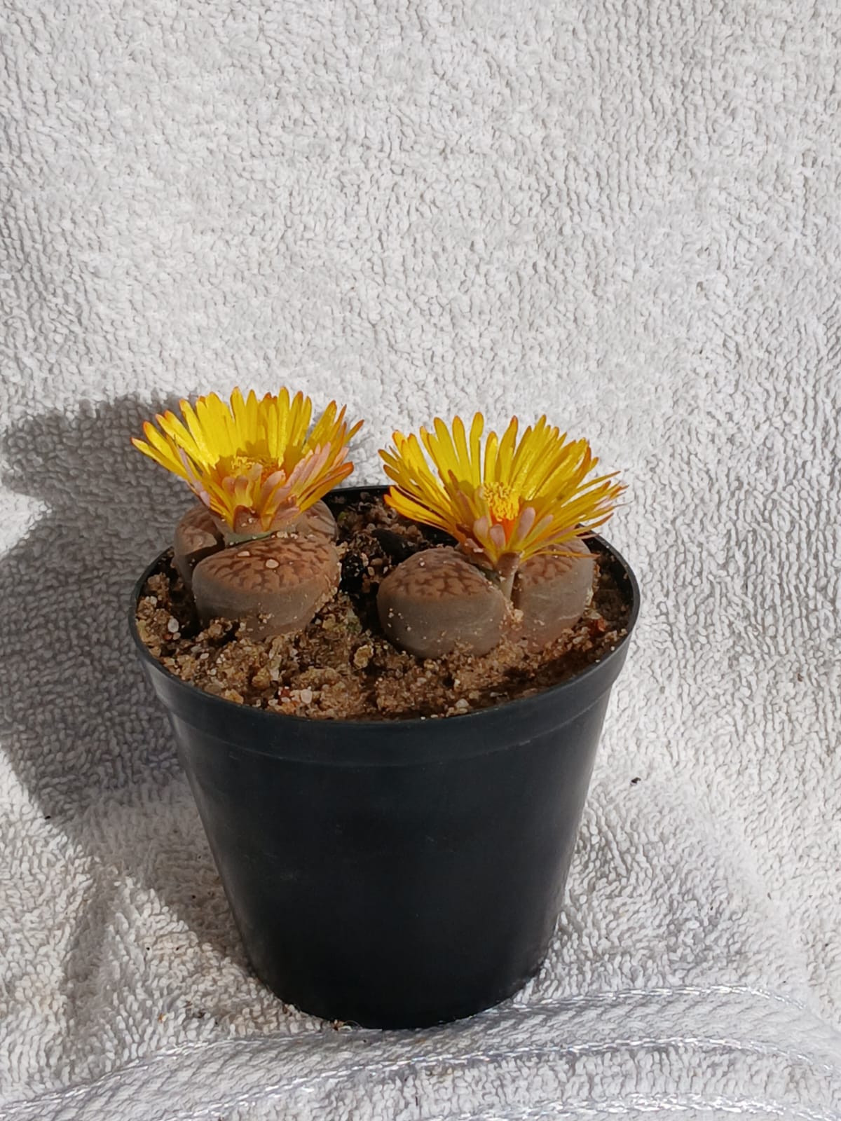 Lithops - Stone plants/Beeskloutjies
