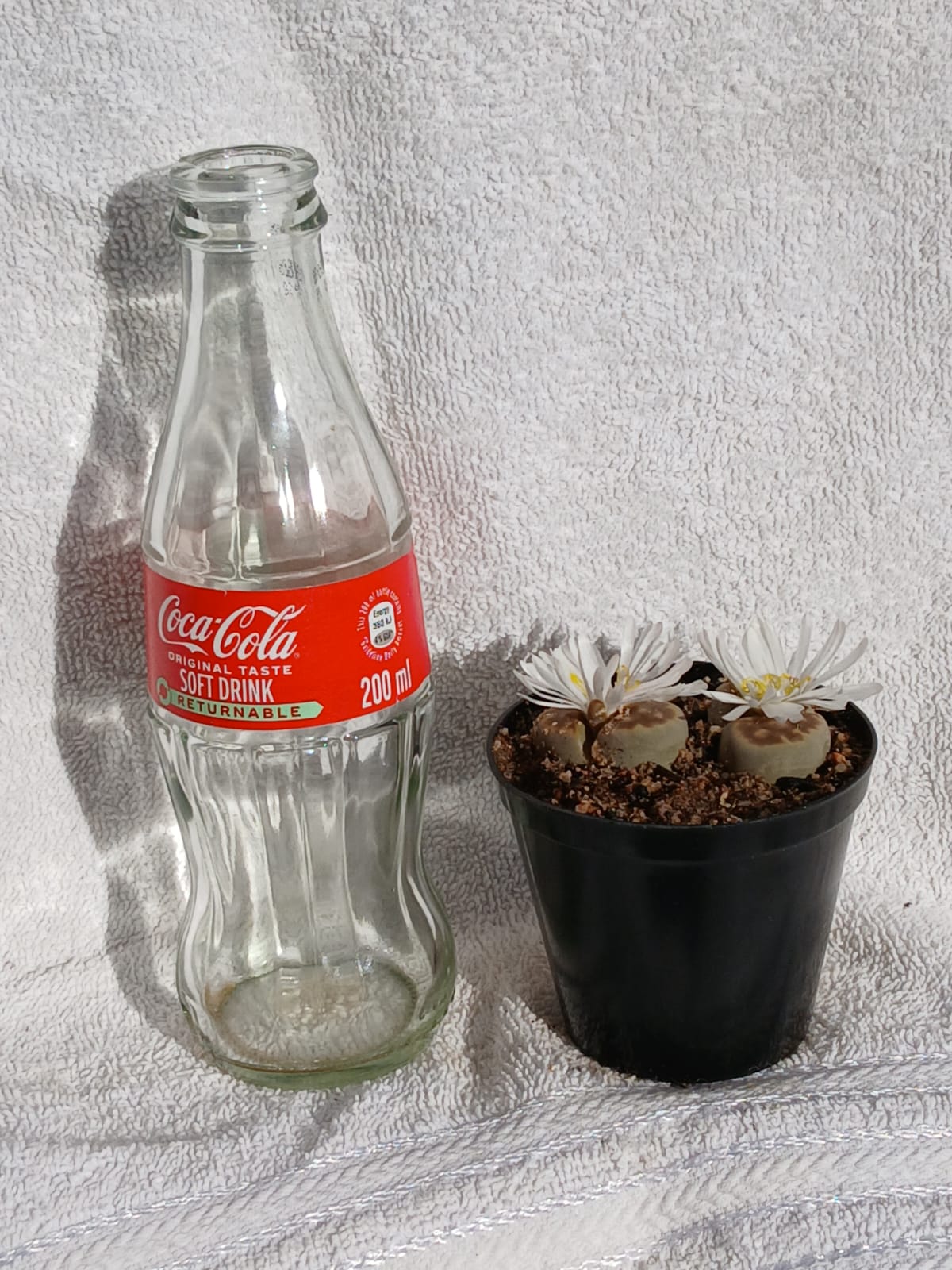 Lithops - Stone plants/Beeskloutjies